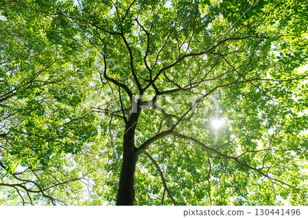 Nature of green leaf cover in garden summer. Eco Green Environment natural background. Nature of green leaf cover in garden summer. Eco Green Environment natural background. 130441496