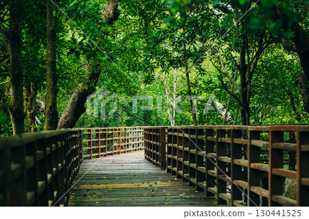 Mangrove forest exploration path walking trail , Wooden walkway bridge into the green forest, 130441525