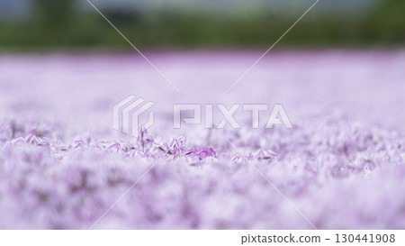 芝櫻遍布 130441908