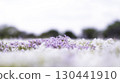 芝櫻遍布 130441910