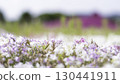 芝櫻遍布 130441911