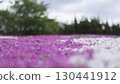 芝櫻遍布 130441912