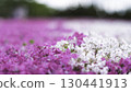 芝櫻遍布 130441913