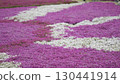 芝櫻遍布 130441914
