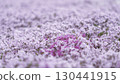 芝櫻遍布 130441915