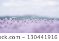 芝櫻遍布 130441916