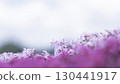 芝櫻遍布 130441917