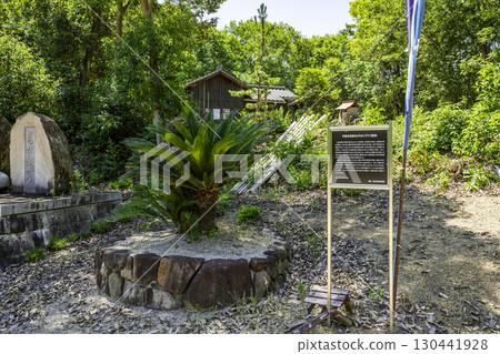 Kameyama Castle Ruins (Numa Castle) Cycad associated with Ukita Hideie, Okayama City, Okayama Prefecture 130441928