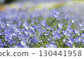 藍色粉蝶花 130441958