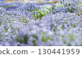 藍色粉蝶花 130441959