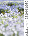 藍色粉蝶花 130441960