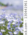 藍色粉蝶花 130441961