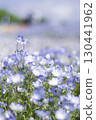 藍色粉蝶花 130441962