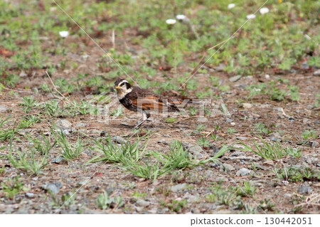 早春的鵝口瘡 130442051