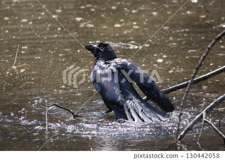 沐浴中的大嘴巴烏鴉 2 130442058