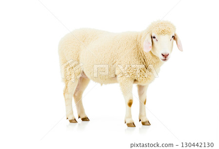 Adorable baby lamb standing isolated on white background, cute and fluffy young sheep perfect for Easter or spring season themes Adorable baby lamb standing isolated on white background, cute and fluffy young sheep perfect for Easter or spring season themes 130442130