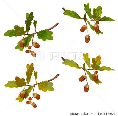 橡實枝和葉子插圖集 橡實枝和葉子插圖集 130442600