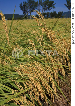 Ears of rice before harvesting 130442610