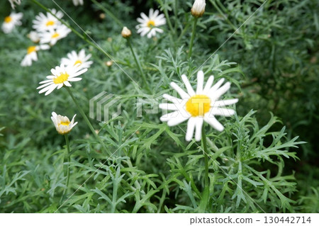 Daisy Daisy 130442714