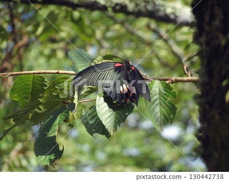 Nagasaki swallowtail / Black swallowtail butterfly with wings open / Minamiashigara City, September Nagasaki swallowtail / Black swallowtail butterfly with wings open / Minamiashigara City, September 130442738