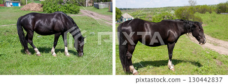 Black horse grazing on a meadow in the village 130442837