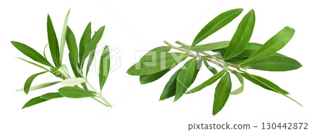 Olive green leaves isolated on white background. Top view. Flat lay. 130442872