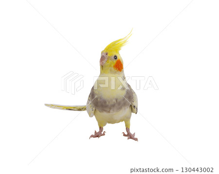 cockatiel parrot isolated on a white background cockatiel parrot isolated on a white background 130443002