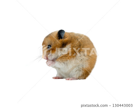 Syrian hamster isolated on white background Syrian hamster isolated on white background 130443003