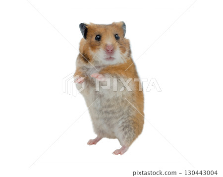 Syrian hamster isolated on white background Syrian hamster isolated on white background 130443004