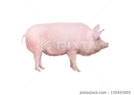 big pig isolated on white background big pig isolated on white background 130443005