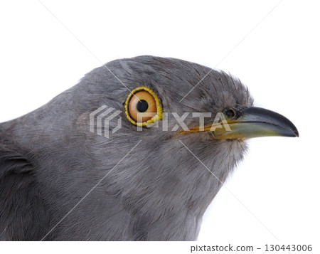 Portrait of surprised cuckoo isolated on white background Portrait of surprised cuckoo isolated on white background 130443006