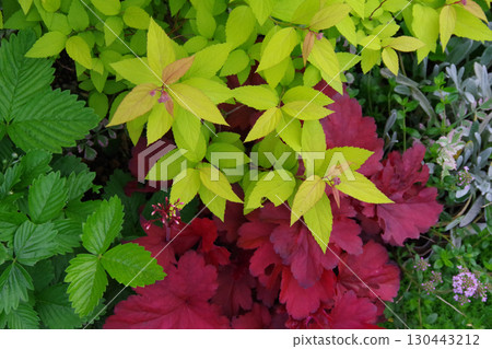 花園圖片:礬根屬植物、草莓、金繡線菊 花園圖片:礬根屬植物、草莓、金繡線菊 130443212