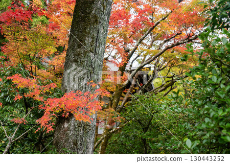 京都高峰光悅寺的秋葉 京都高峰光悅寺的秋葉 130443252