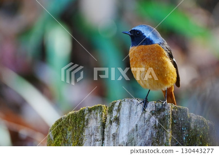 Daurian Redstart on a stump Daurian Redstart on a stump 130443277