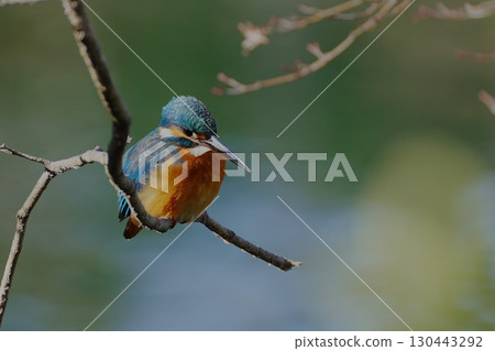 Kingfisher perching on a branch Kingfisher perching on a branch 130443292