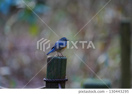 Himalayan Bluetail Perched on a Stake Himalayan Bluetail Perched on a Stake 130443295