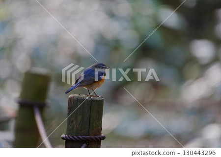 Himalayan Bluetail Perched on a Stake Himalayan Bluetail Perched on a Stake 130443296