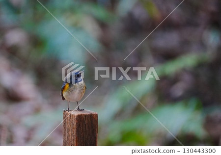Blue-and-white flycatcher on a post 130443300