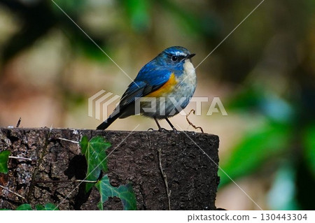 Blue-and-white flycatcher on a stump Blue-and-white flycatcher on a stump 130443304