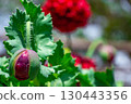 graceful bud of red poppies in the meadow, beautiful flowers for a loved one 130443356
