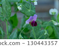 beautiful purple pea flower in the garden 130443357