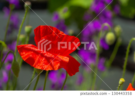 graceful red fragile poppies in the meadow, summer atmosphere on a poppy field graceful red fragile poppies in the meadow, summer atmosphere on a poppy field 130443358