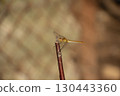 A beautiful fragile dragonfly looks into the camera and smiles, close-up 130443360