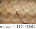 A beautiful fragile dragonfly sits on a branch in the rays of the sun, close-up 130443361