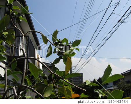 深綠色未成熟金橘果實，果實多 130443484