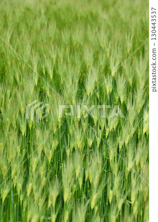 春麥田（富山縣射水市） 130443537