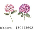 Set of two hydrangea flowers of pink and raspberry color with lush inflorescence. Watercolor botanical illustration, suitable for greeting cards, wedding design, invitations, packaging and floristry. 130443692