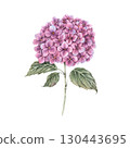 Beautiful hydrangea with lush raspberry inflorescence and green leaves. Watercolor botanical illustration. Suitable for greeting cards, wedding design, invitations, packaging and floristry. 130443695