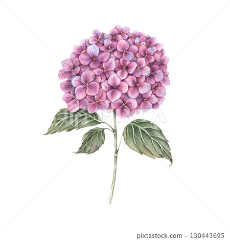 Beautiful hydrangea with lush raspberry inflorescence and green leaves. Watercolor botanical illustration. Suitable for greeting cards, wedding design, invitations, packaging and floristry. Beautiful hydrangea with lush raspberry inflorescence and green leaves. Watercolor botanical illustration. Suitable for greeting cards, wedding design, invitations, packaging and floristry. 130443695