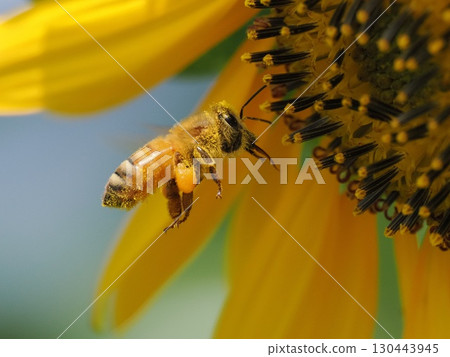European honeybee on a sunflower European honeybee on a sunflower 130443945